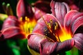 Dark Red Daylily