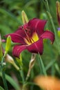 Dark red daylily with yellow throat among green leaves in Michigan garden Royalty Free Stock Photo