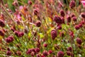 Dark red, drought-resistant perennial Sanguisorba Tanna Burnet flowers, photographed in the sun in mid summer in the UK.