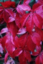 Deep red Creeper Leaves fall color