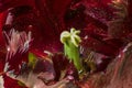 Feathered Tulip Flower Royalty Free Stock Photo