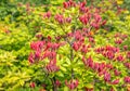 Dark red flower buds of an azalea mollis shrub in spring