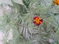 Dark red flower with deep yellow centre