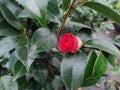 Camellia japonica `Cereixa de Tollo` Royalty Free Stock Photo