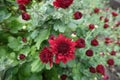 Dark red flower and buds of Chrysanthemum in October Royalty Free Stock Photo