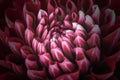 Dark red flower petals, close up and macro of chrysanthemum, beautiful abstract background Royalty Free Stock Photo