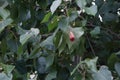 Dark red flower of Portia tree blooming on branch and green leaves, Thailand.