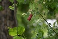 A dark red flower of Shoeblackplant