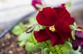 Dark red flower of Viola plant with blurred background