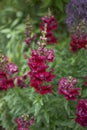 Dark red flowers of Antirrhinum majus plants