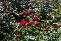 Dark red flowers on rose bush