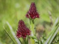 Dark red flowers of wild orchid Nigritella nigra