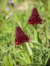 Dark red flowers of wild orchid Nigritella nigra