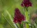 Dark red flowers of wild orchid Nigritella nigra