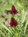 Dark red flowers of wild orchid Nigritella nigra