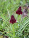 Dark red flowers of wild orchid Nigritella nigra