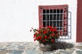 Dark Red Geraniums in Flower Pot Near a Grated Window