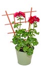 Dark red geraniums flowers, Pelargonium close up flowerpot