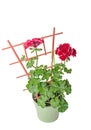 Dark red geraniums flowers, Pelargonium close up flowerpot