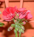 Dark red geraniums flowers, Pelargonium close up isolated