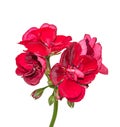 Dark red geraniums flowers, Pelargonium close up isolated