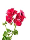 Dark red geraniums flowers, Pelargonium close up isolated Royalty Free Stock Photo