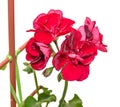 Dark red geraniums flowers, Pelargonium close up isolated