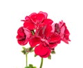 Dark red geraniums flowers, Pelargonium close up isolated