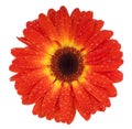 Dark red gerbera Royalty Free Stock Photo