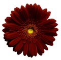 Dark red gerbera flower, white isolated background with clipping path. Closeup. no shadows. For design. Royalty Free Stock Photo