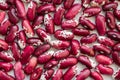 Dark red haricot close-up on a white background_ Royalty Free Stock Photo