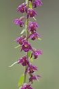 Dark-red Helleborine / Braunrote Stendelwurz / Epipactis atrorubens