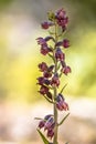 Dark red helleborine