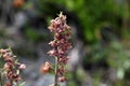 Dark red Helleborine (Epipactis atrorubens)