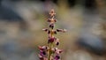 Dark red helleborine plant on nature background Royalty Free Stock Photo