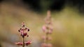 Dark red helleborine plant on nature background Royalty Free Stock Photo