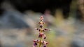 Dark red helleborine plant on nature background Royalty Free Stock Photo