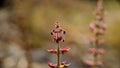 Dark red helleborine plant on nature background Royalty Free Stock Photo