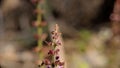 Dark red helleborine plant on nature background Royalty Free Stock Photo