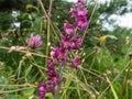 The dark-red helleborine or royal helleborine (Epipactis atrorubens) blooming with erect, purple inflorescences