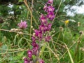 The dark-red helleborine or royal helleborine (Epipactis atrorubens) blooming with erect, mostly purple inflorescences