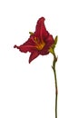 Dark red hemerocallis daylily on a white background isolati Royalty Free Stock Photo