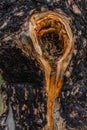 dark red hollow with fine sawdust and ants in textured dry rough burned bark of old relief coniferous tree