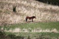 A dark red horse standing in a field Royalty Free Stock Photo