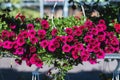 Patio hybrid petunia with small dark red flowers in a suspended pot Royalty Free Stock Photo