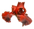 Dark red iris flower isolated on white background Royalty Free Stock Photo