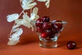 Dark red juicy cherry in glass bowl, dried white flower on orange background Royalty Free Stock Photo