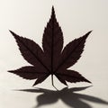 A dark red leaf, resembling a maple leaf, displays its intricate vein pattern against a Royalty Free Stock Photo