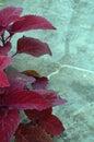 Dark red leaves Royalty Free Stock Photo