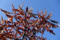 Dark red leaves and fruits of vinegar tree Royalty Free Stock Photo